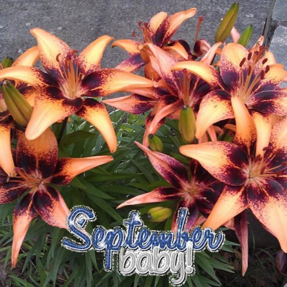 Meet your Posher, Janna